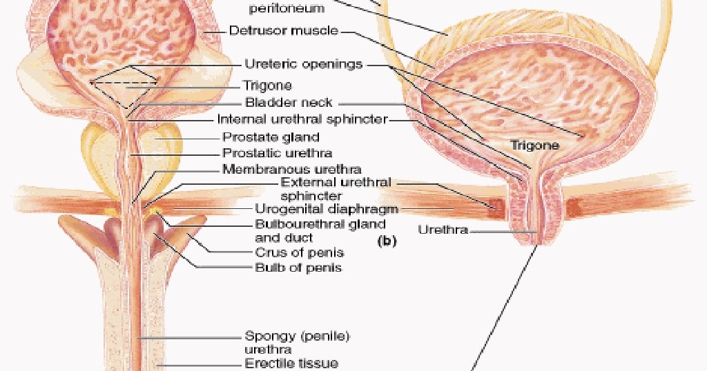 Prostate fibrosa