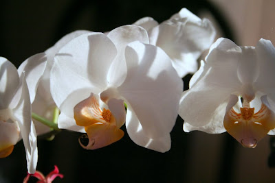 Focus on life: The beauty of flowers: The white orchid :: All Pretty Things