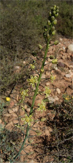 Eriospermum aequilibre - Near Oudtshoorn