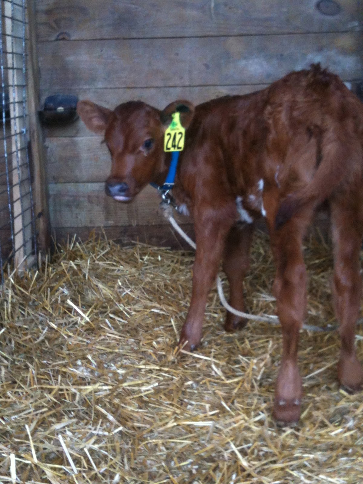 Life of a Dairy Princess Cute Calves and Heifer Hugs