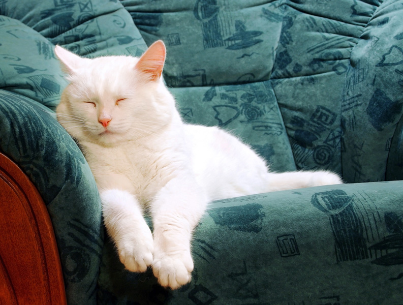 A pretty white cat is sleeping on the settee