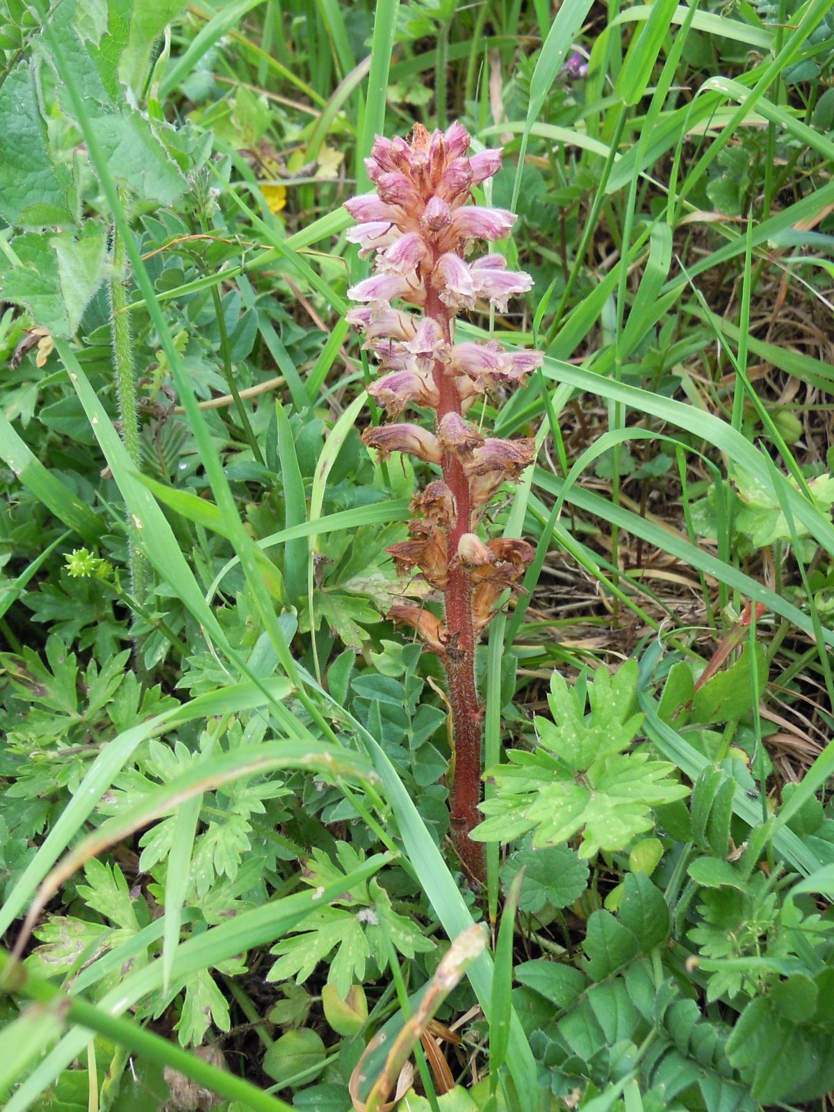 A Cotswold Year: Broomrape