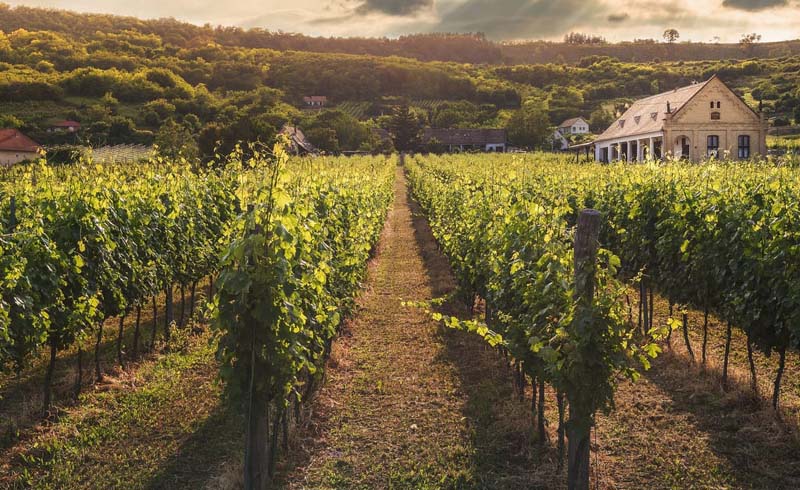 Cancer (June 21 to July 22): Martha's Vineyard
