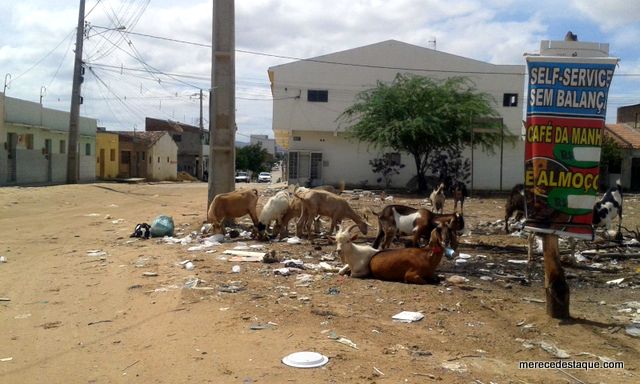 População reclama de animais soltos nas ruas do Loteamento Dona Lica em Santa Cruz do Capibaribe