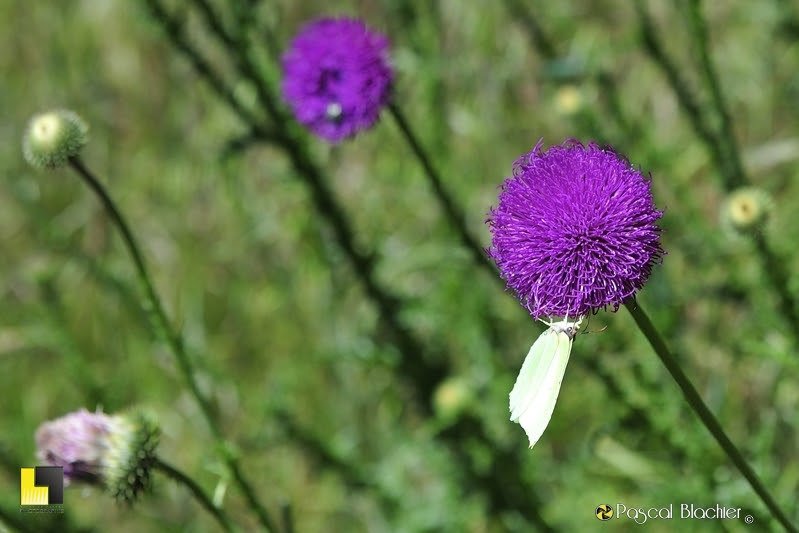 papillon sur fleur rose de chardon photo Pascal Blachier