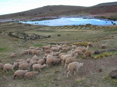 Rebaño de alpacas, llamas, Puno, Perú, La vuelta al mundo de Asun y Ricardo, round the world, mundoporlibre.com