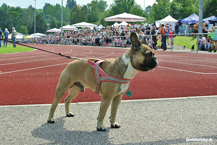 3. Süddeutschen Mops- und Bulldoggenrennen 3. Süddeutschen Mops- und Bulldoggenrennen