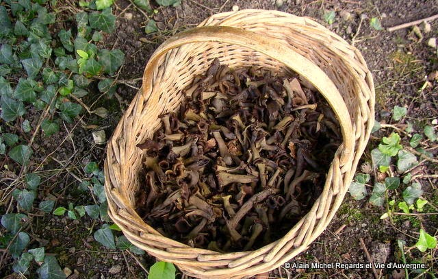 Champignons, trompettes des morts