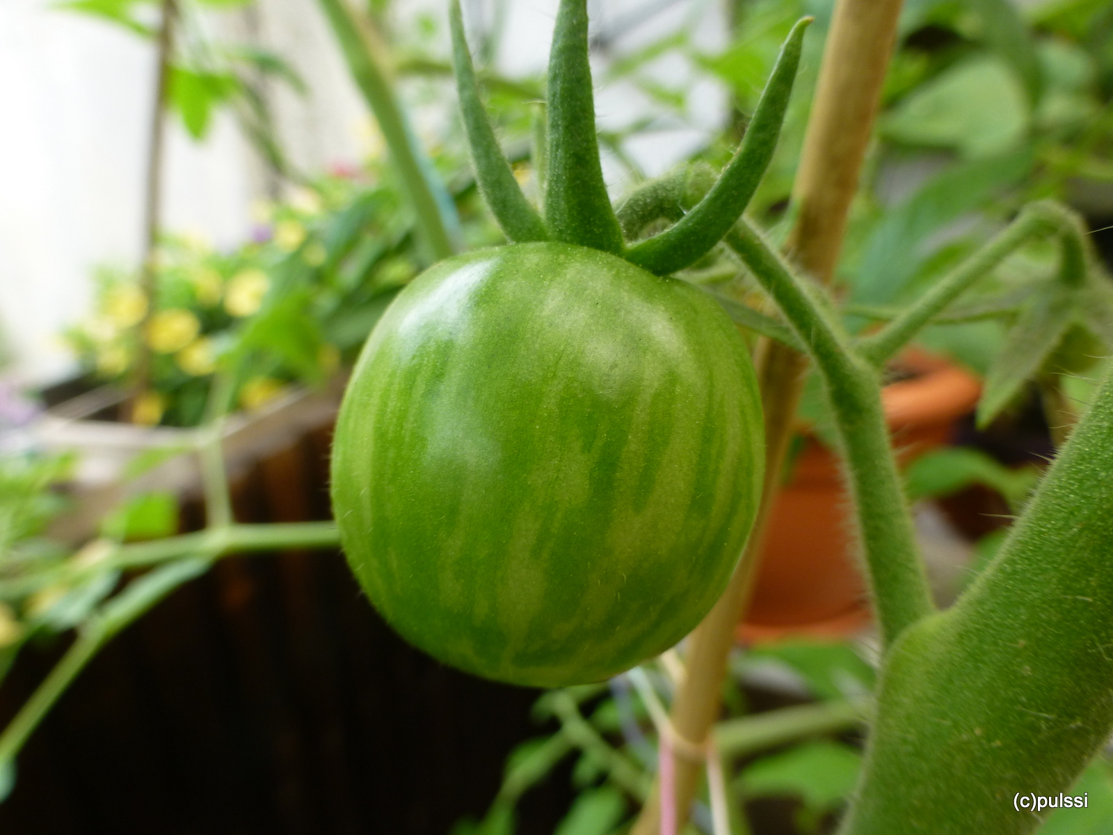 Wann Sind Grune Tomaten Reif