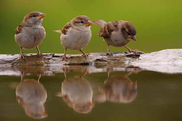 Three Beautiful Sparrow,Sparrow sitting on the rocks in water