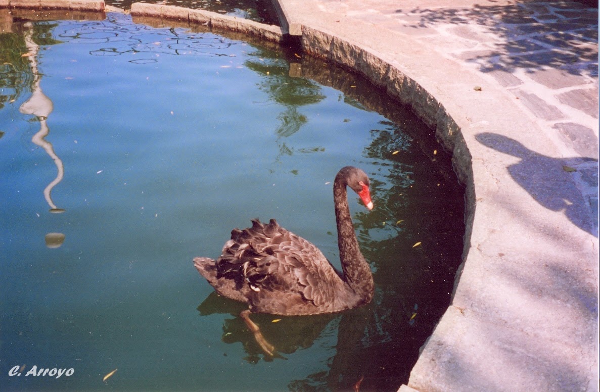 Balsa con cisne en el Parque del Pasatiempo de Betanzos