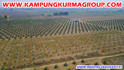 perkebunan-kurma-thailand-jonggol perkebunan--kurma