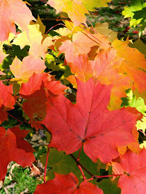 Mount Pleasant Cemetery Sugar maple autumn foliage by garden muses-not another Toronto gardening blog