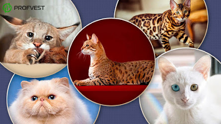 ТОП 10 самых дорогих пород кошек в мире