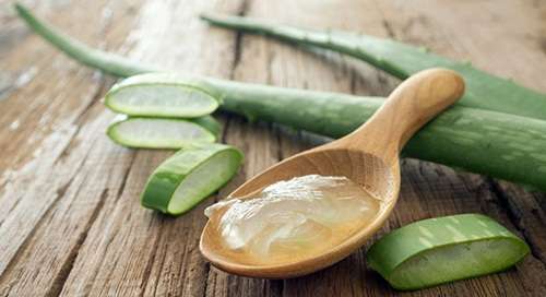 Cara Menghilangkan Bekas Luka Dengan Lidah Buaya Cara Menghilangkan Bekas Luka Dengan Lidah Buaya