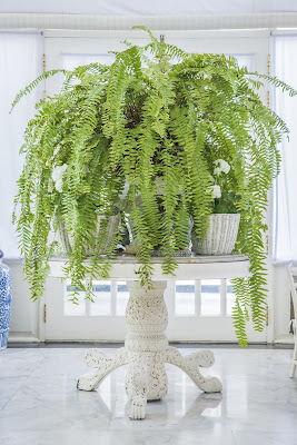 Pakis Boston Pakis Boston