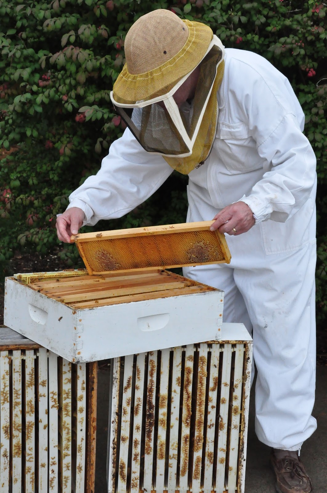 McCracken County Extension Master Gardeners Let’s learn about Honey Bees!