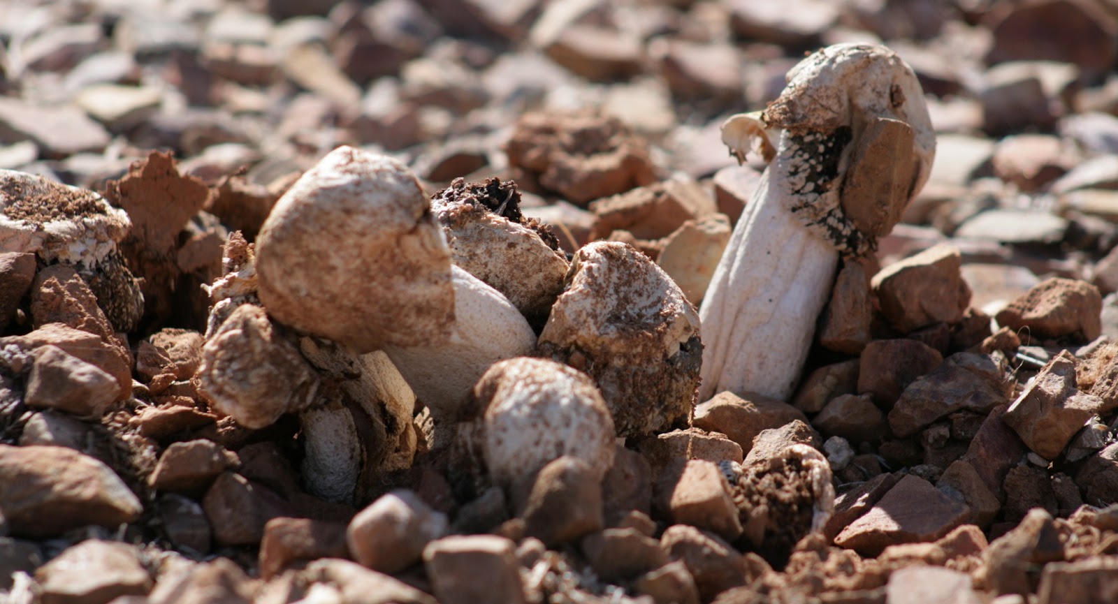 430 Breezy Lane mushrooms in the desert?