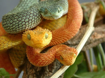 Viboras de colores Viboras de colores