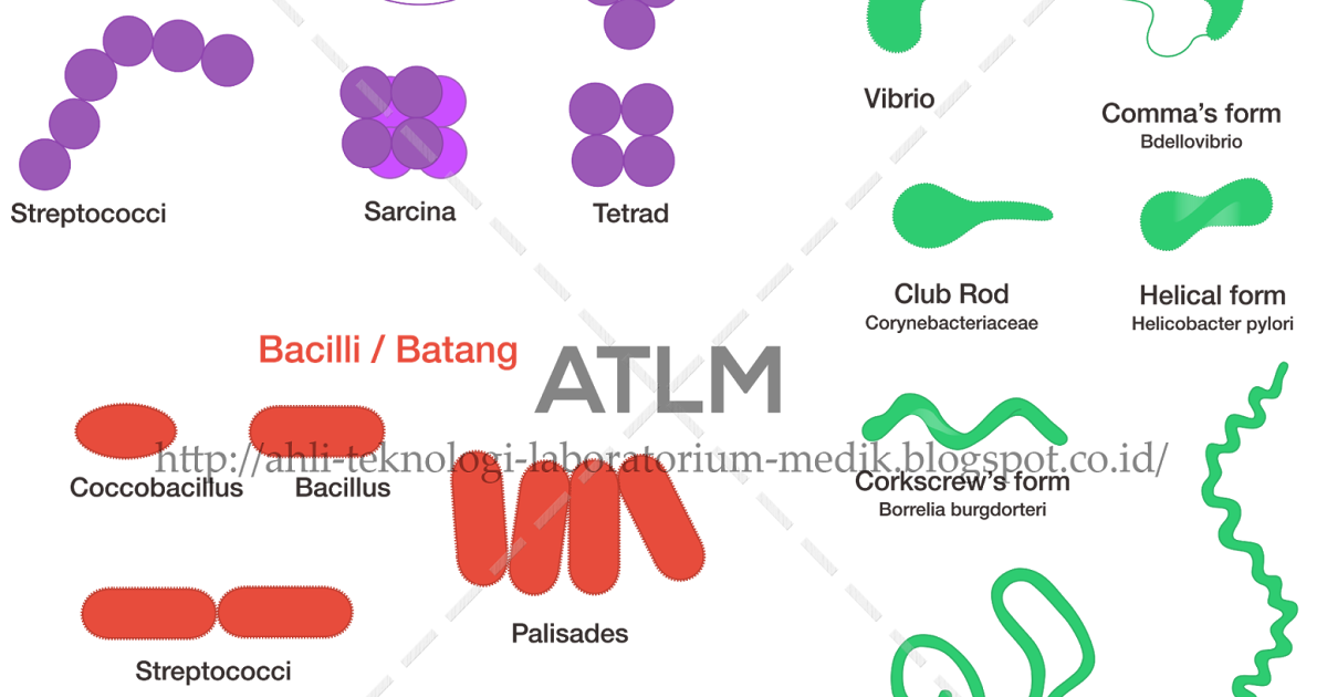 Morfologi Koloni Bakteri