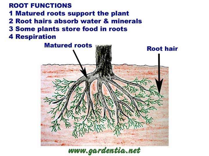 Nandanvan wonderful roots