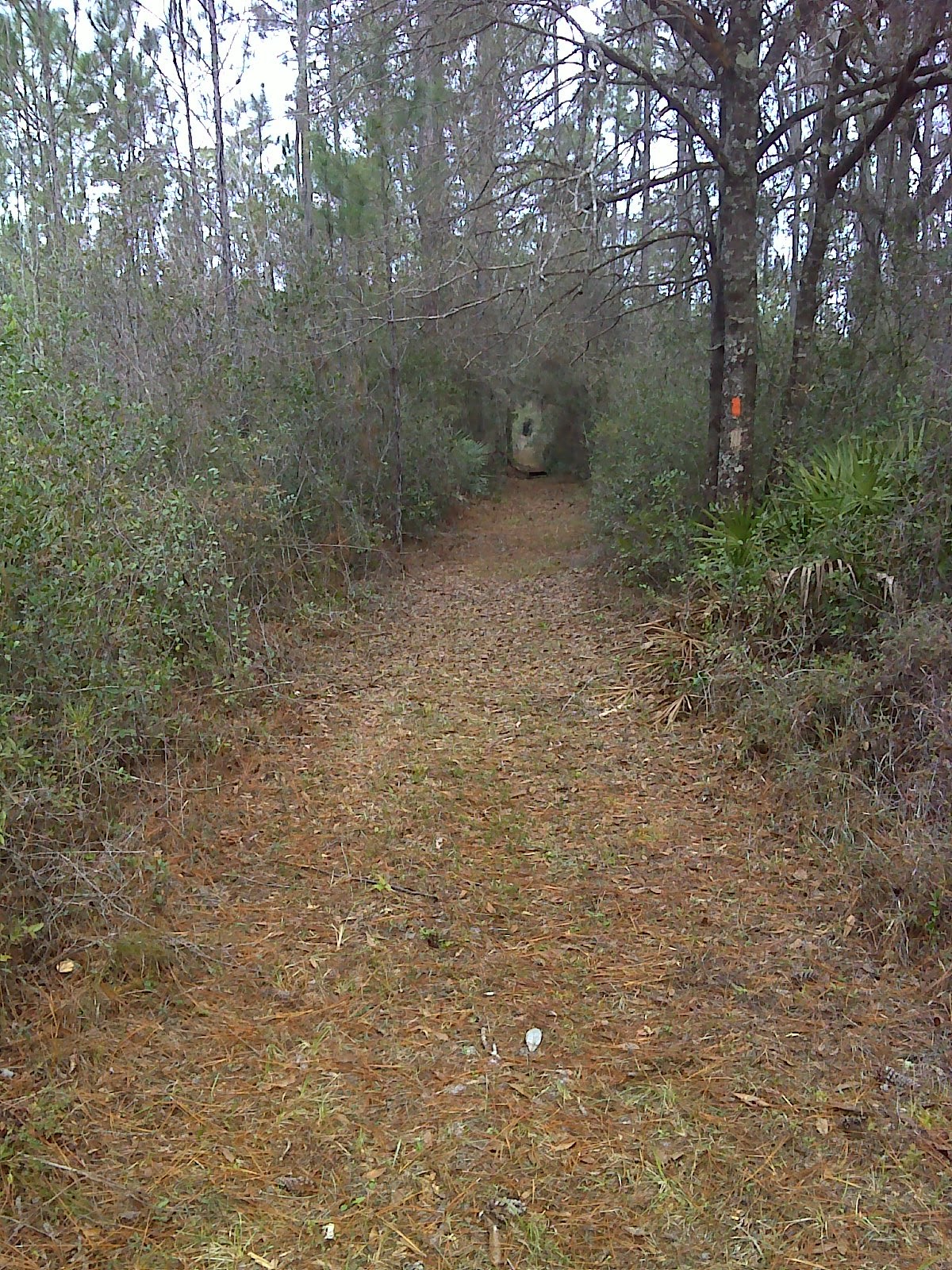 Heart and Sole Hiker sighting in Osceola National Forest