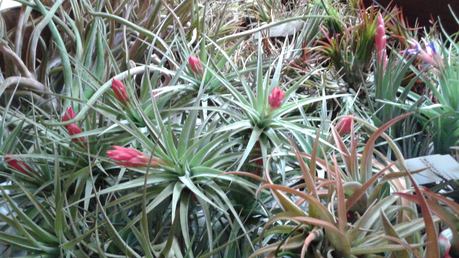 HeyPlantMan! Exotic Tropical Plants from St. Pete FL Air Plants Easy