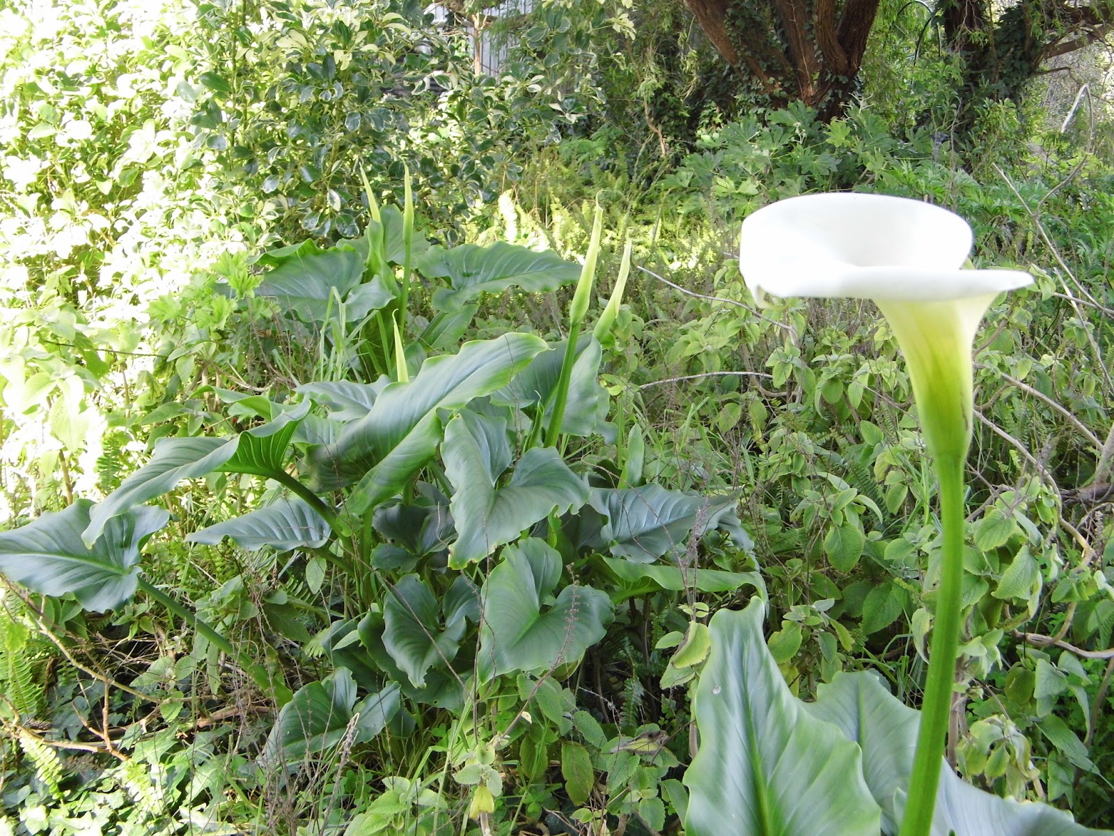 One Mother Hen Death lillies