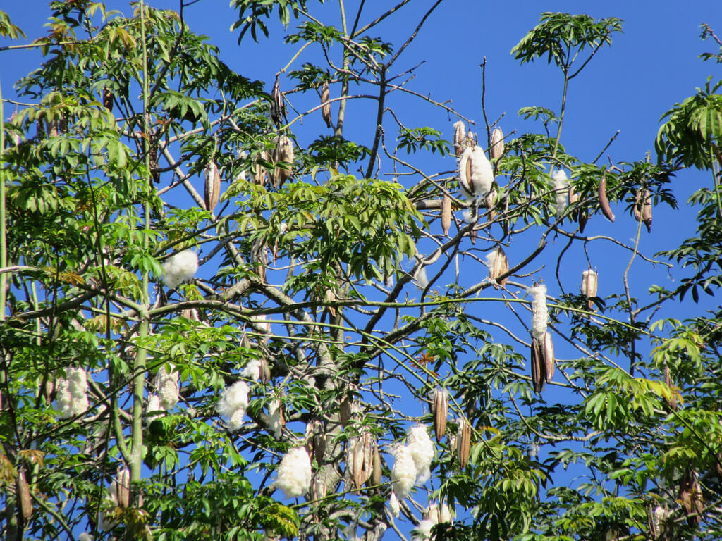 Pokok Yang Biasanya Berhantu