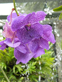 Vanda coerulea Blue Vanda at Orchid World Barbados by garden muses-not another Toronto gardening blog