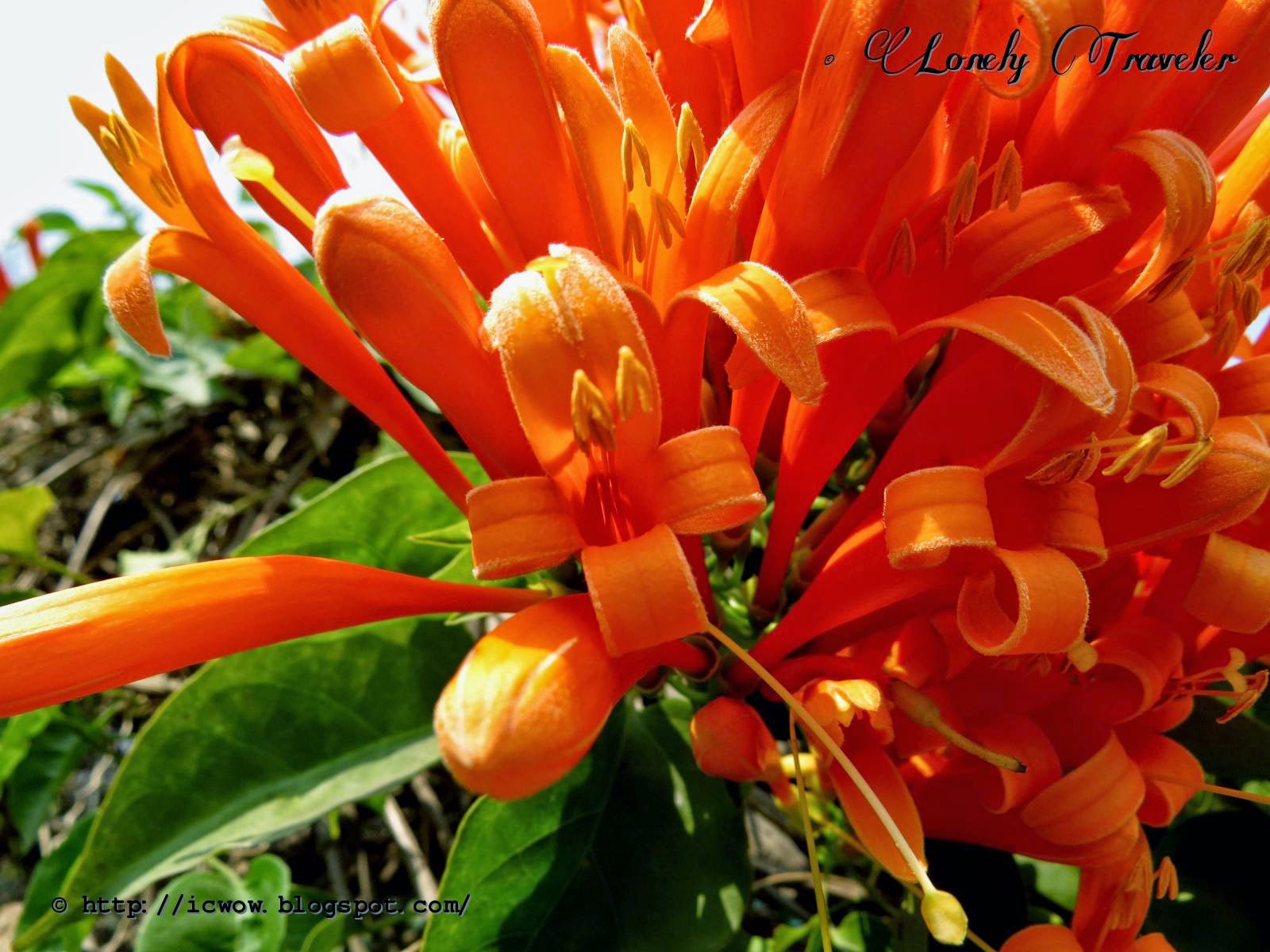 Name Flowers Of Bengal Photo English Bengali Grammar Flowers English
