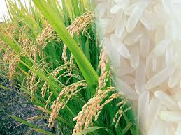 Nilai dan Manfaat Beras.