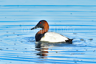 Canvasback Duck, Canvasback Duck,