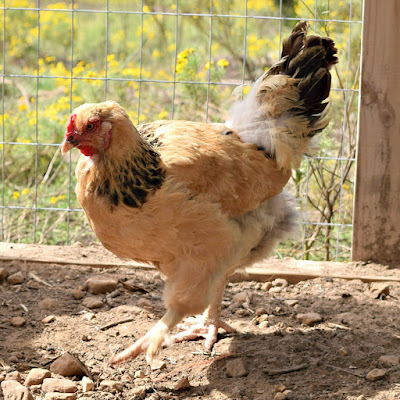 Heathly feed enables hens to lay the healthiest eggs.