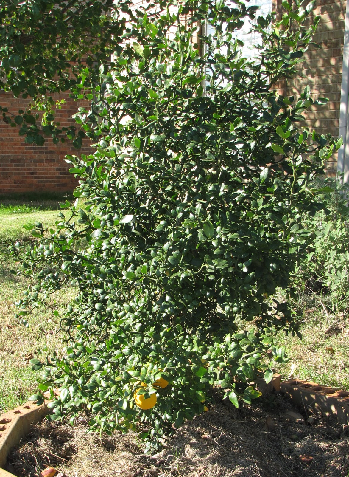 Beautiful Food Gardens My trifoliate orange