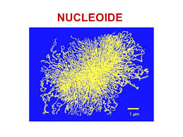Nucleouide
