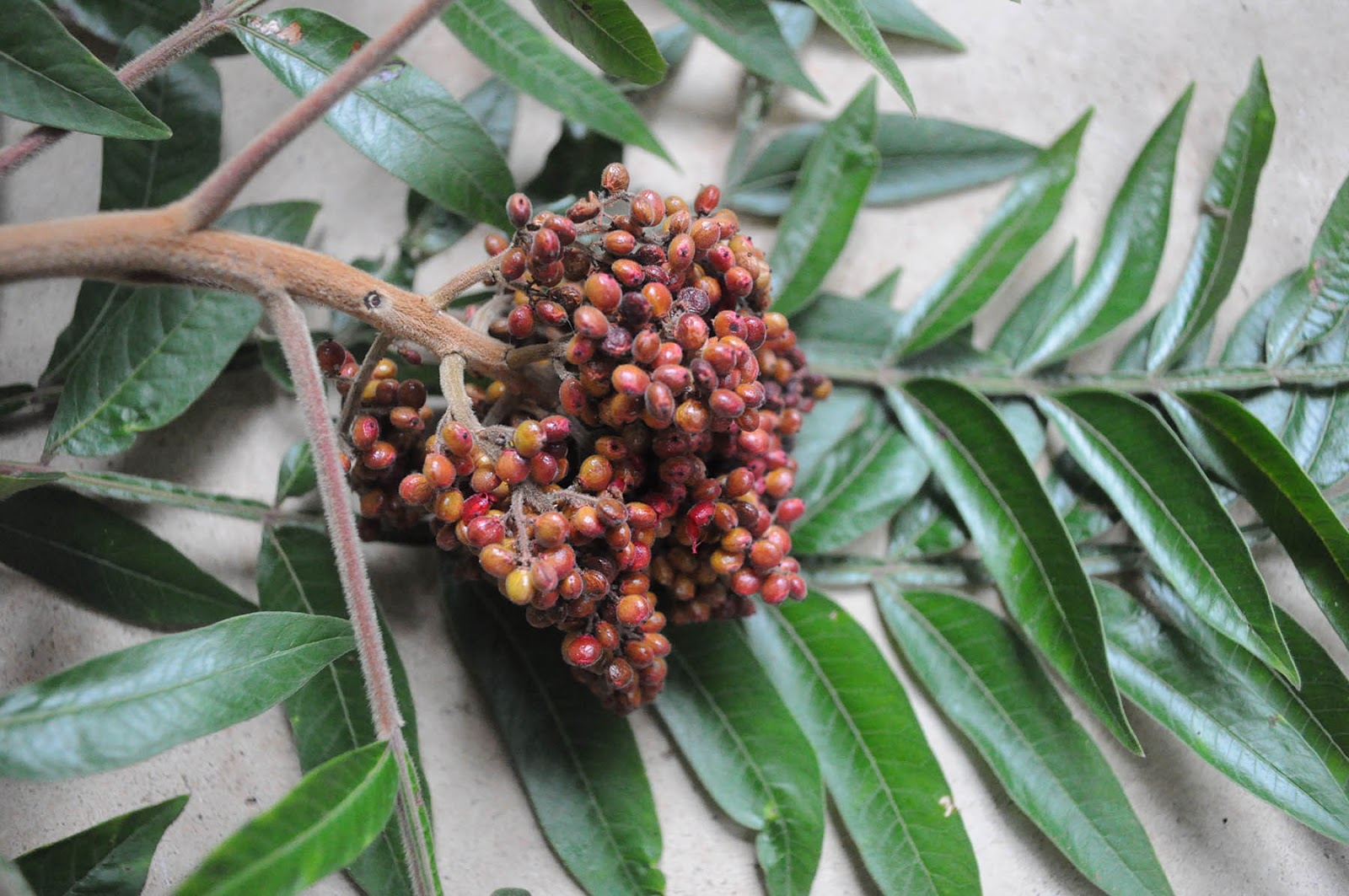 Pantry Keeping Fall Foraging Edible Sumac
