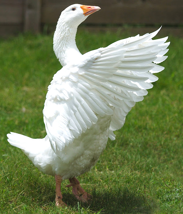 embden goose, about embden goose, embden goose facts, embden goose eggs, embden goose lifespan, embden goose color, embden goose meat, embden goose breed, embden goose behavior, embden goose characteristics, embden goose history, embden goose incubation period, embden goose origin, embden goose temperament, embden goose photos, embden goose images, embden goose knob