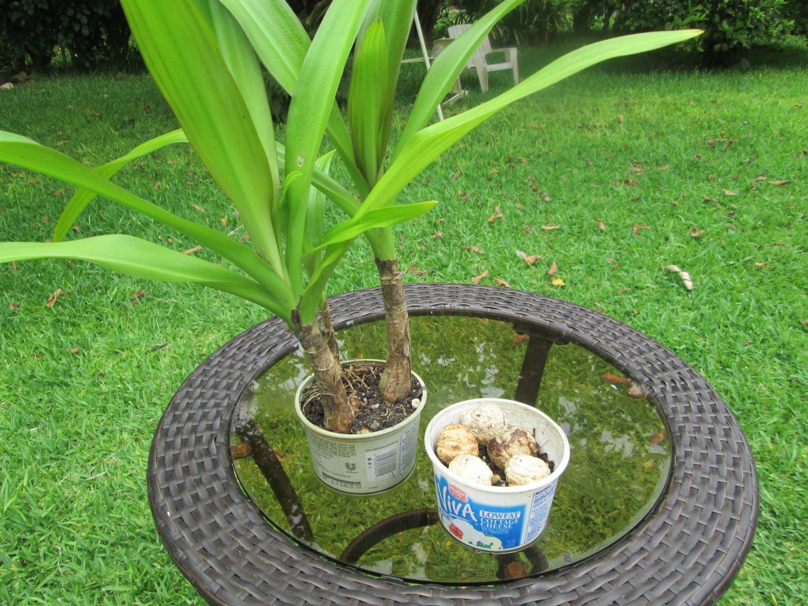 How Deep Do You Plant Spider Lily Bulbs