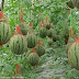 How to Grow Watermelons #Organic_Gardening