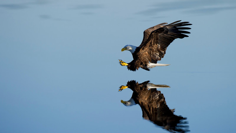 Bald Eagle hunting