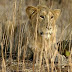 "Asiatic Lion Conservation Project" Launched by Government