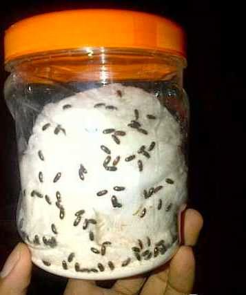 Jual Semut Jepang jual Semut Jepang