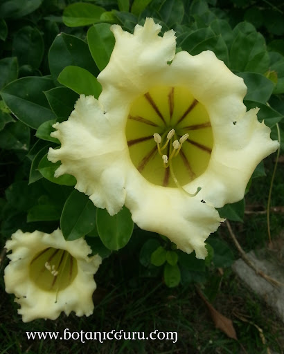 Solandra longiflora flower