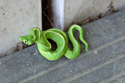 green snake