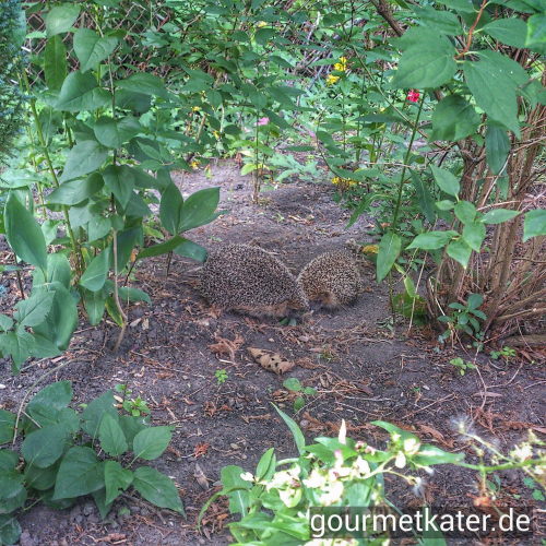 Igel
