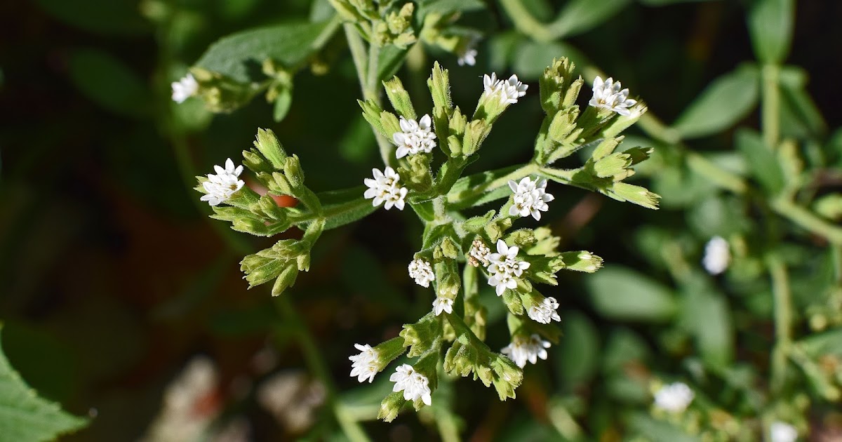 Bioblogía: Los problemas de Stevia rebaudiana como edulcorante