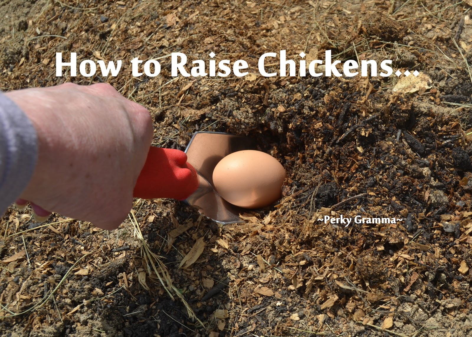 Perky Prepping Gramma How to Raise Chickens