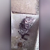 mouse is washing like a human