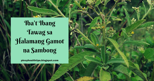 kahalagahan ng halamang gamot Kahalagahan ng halamang gamot sa mga pinoy mga halamang gamot at paraan ng paggamit bago natin ito pag-usapan, alamin muna natin kung ano ba ang kahalagahan ng mga halamang gamot na ito sa mga pilipino. kahalagahan ng halamang gamot Kahalagahan ng halamang gamot sa mga pinoy mga halamang gamot at paraan ng paggamit bago natin ito pag-usapan, alamin muna natin kung ano ba ang kahalagahan ng mga halamang gamot na ito sa mga pilipino.